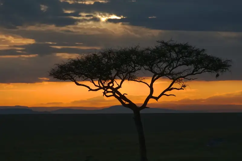 Acacia au soleil couchant